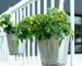 Three,Pots,Hanging,On,A,White,Patio,Rail,From,An